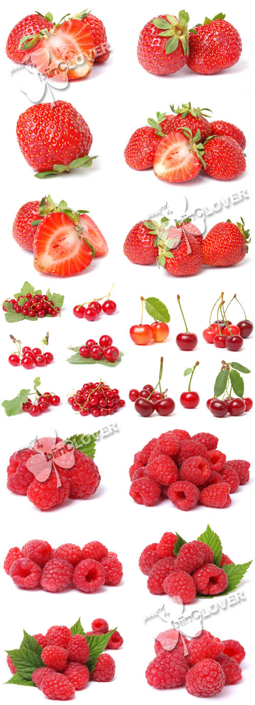 Collection of fruits and berries 0204