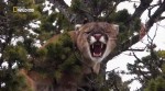  :    / America the Wild: Stalking the Mountain Lion (2012) HDTVRip 