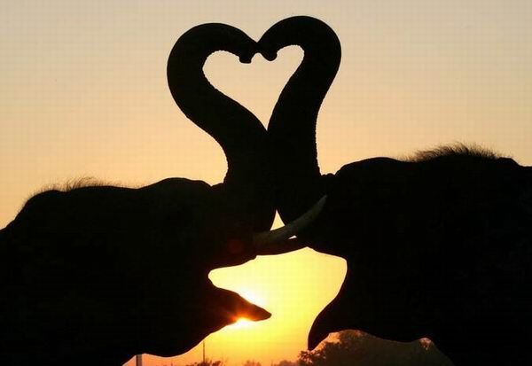 Необычные формы любви в мире животных... ПАВЛИН ВЛЮБИЛСЯ В… БЕНЗОНАСОС!:-)))