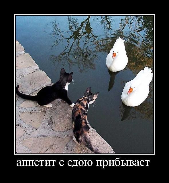 http://i43.fastpic.ru/big/2012/0917/07/2322538badb86eeb6004fb94217d8007.jpg