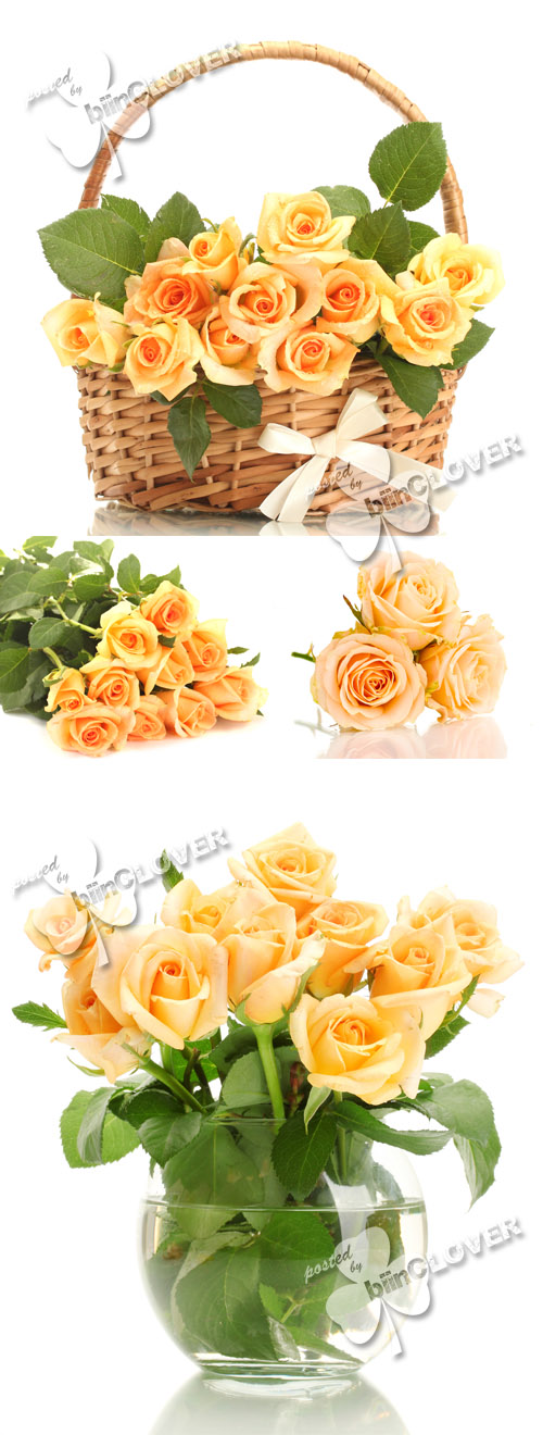 Beautiful bouquet of roses 0257