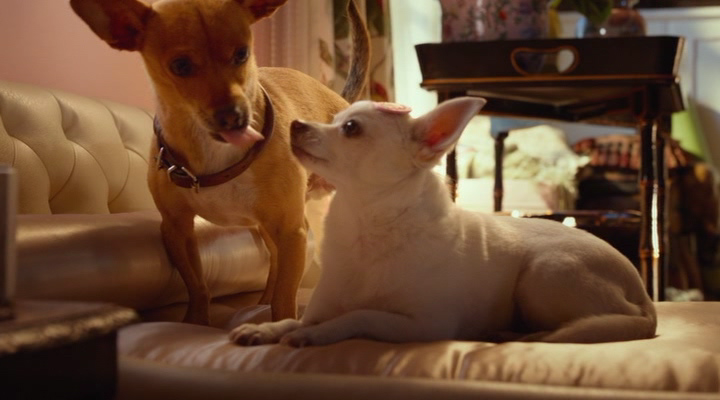 Крошка из Беверли-Хиллз 3 / Beverly Hills Chihuahua 3: Viva La Fiesta! (2012) DVDRip