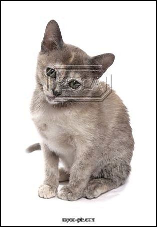 Kitty photo -  cystitis in cats